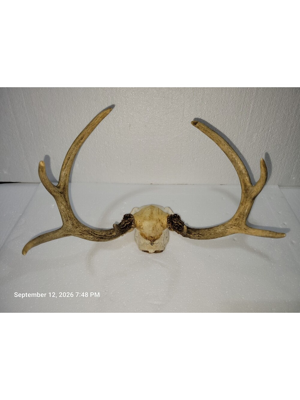 Nice 8- Point White Tail Deer Antlers W/Skull Cap Nicely Shaped Spread